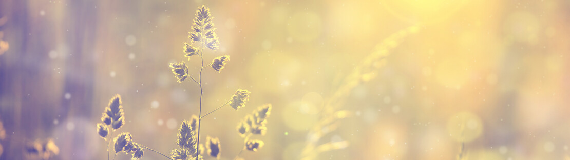 Foto: Pixabay